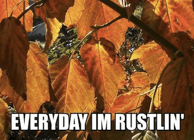 Fall Hashtags Everyday Im Rustlin.png?k20M6uIOU6tXad.pZwh FFt
