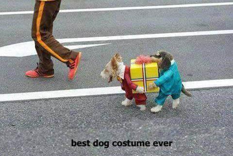 Holiday Dog Costume